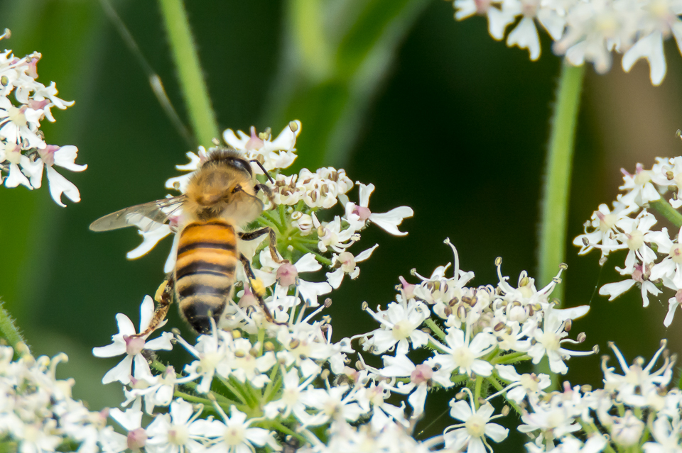 Bees, Bumblebees and Wasps