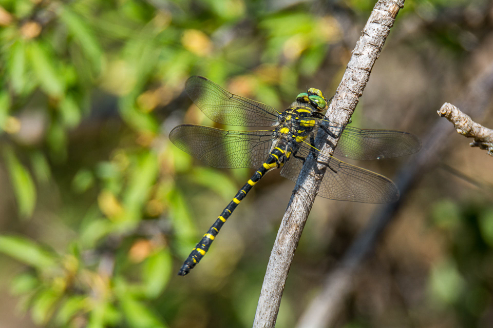 Hairy dragonfly