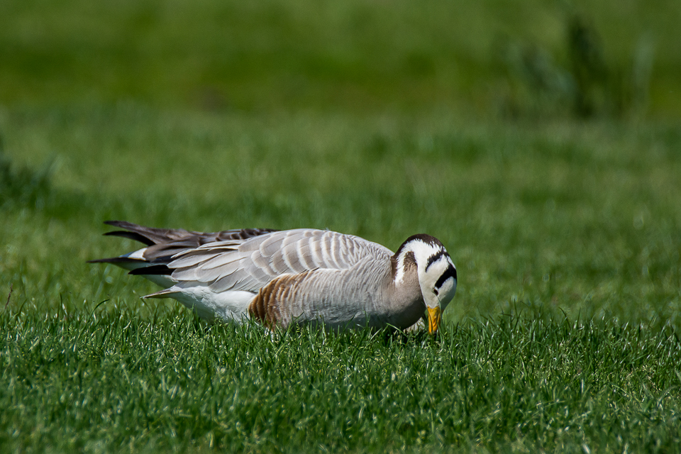Anser indicus - Bar-headed goose