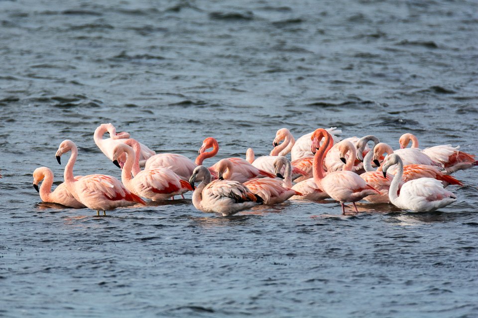 Phoenericopteriformes - Flamingoachtigen