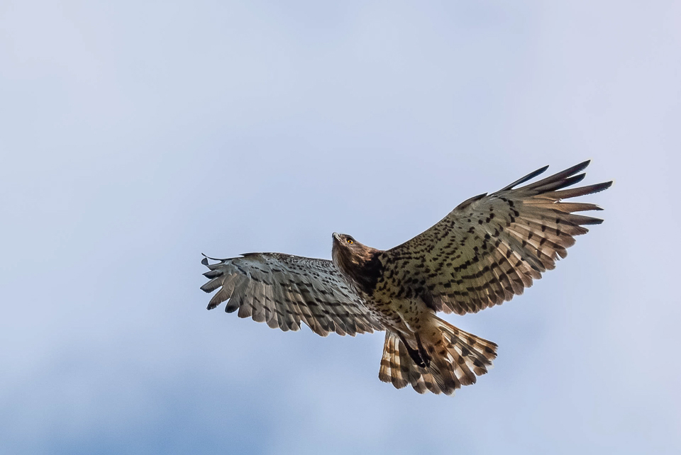 Accipitriformes - Eagle-like birds of prey