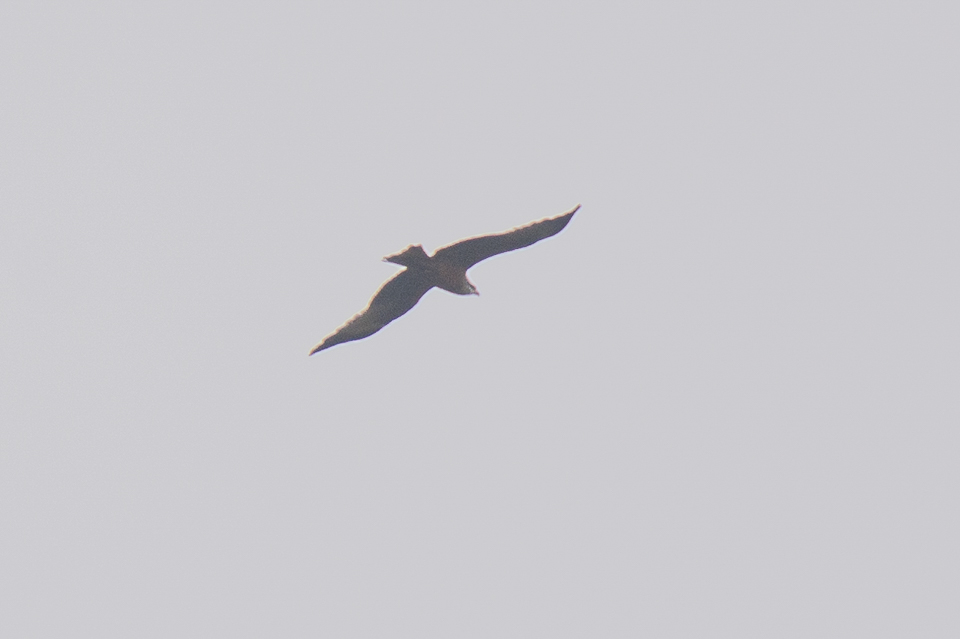 Milvus migrans - Black kite