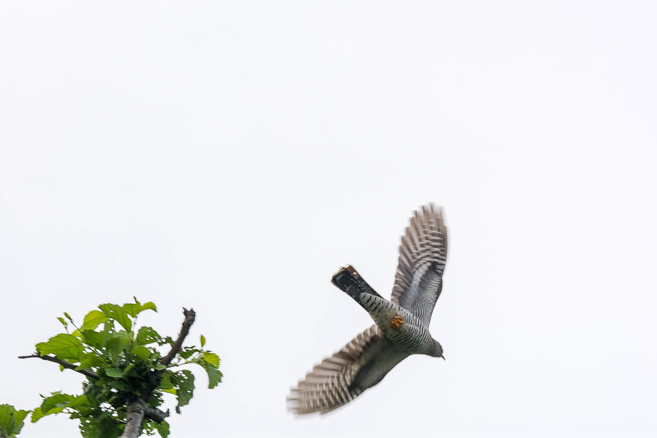 Cuculiformes - Cuckoo-like birds