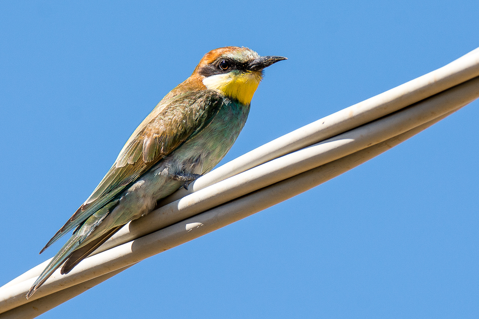 Meropidae - Bee-eaters