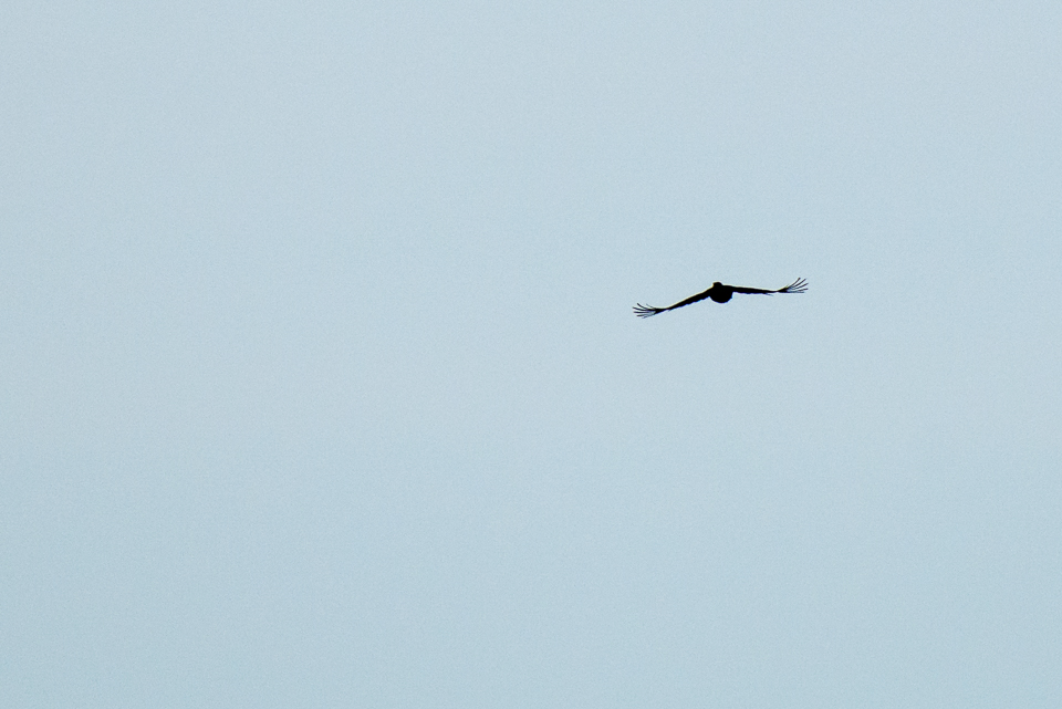 Black woodpecker in flight