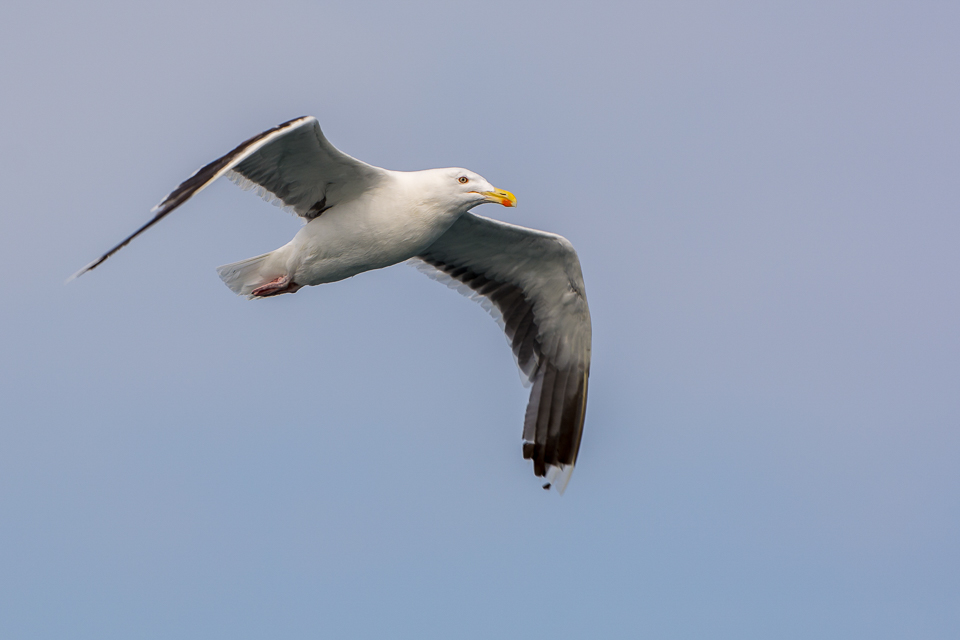 Larus Marinus - Greater black-backed gull