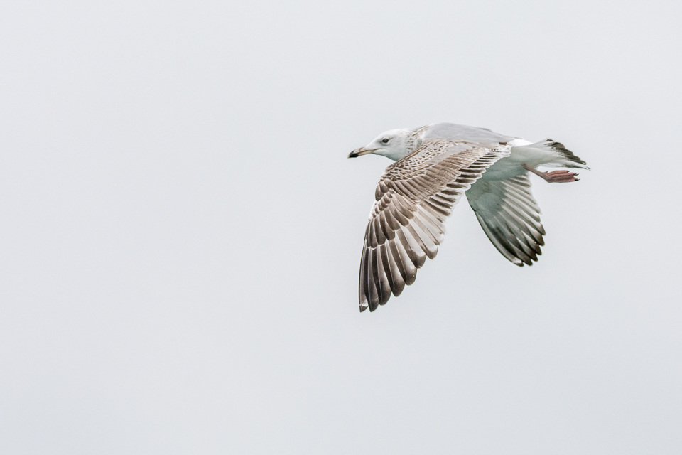 Larus cachinnans - Caspian gull