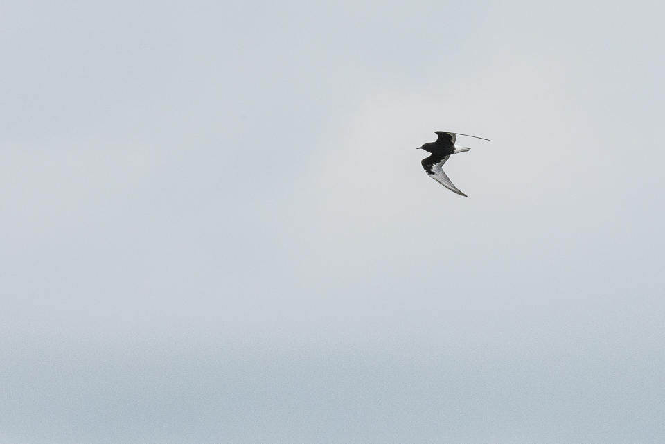 Witvleugelstern / White-winged tern