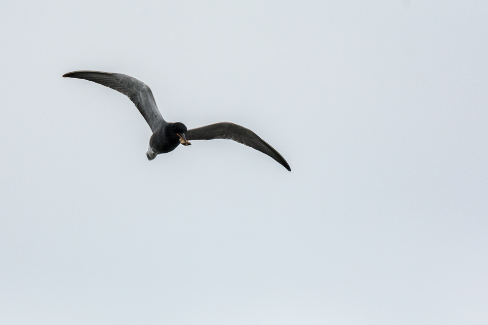 Zwarte stern / Black tern