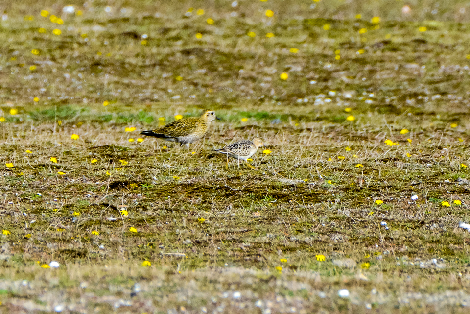 Tryngitus subruficollis - Buffbrested sandpiper
