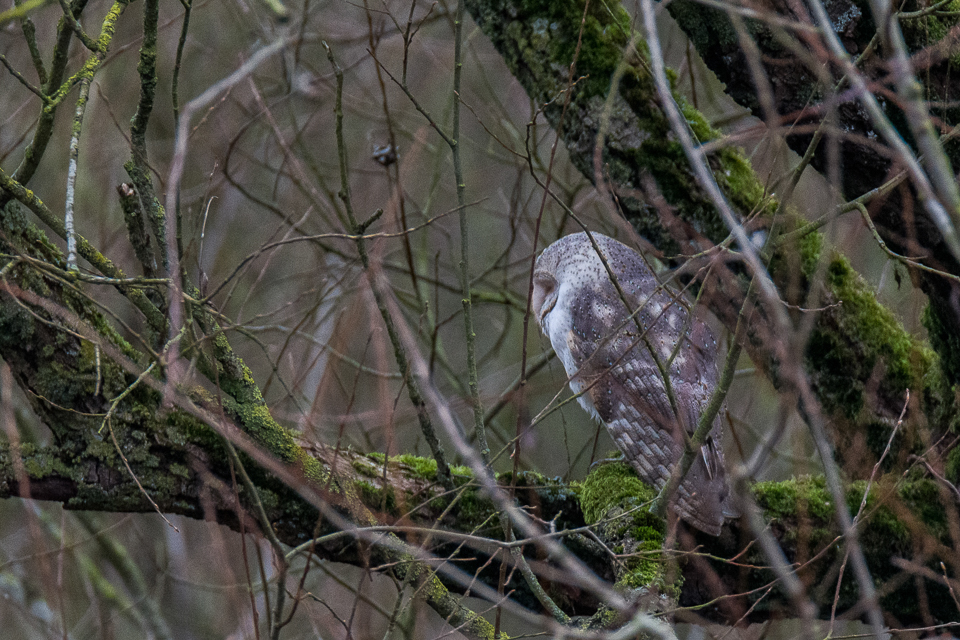 Tyto alba - Barn owl