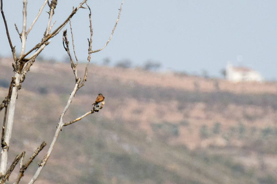 Falco naumanni - Lesser kestrel
