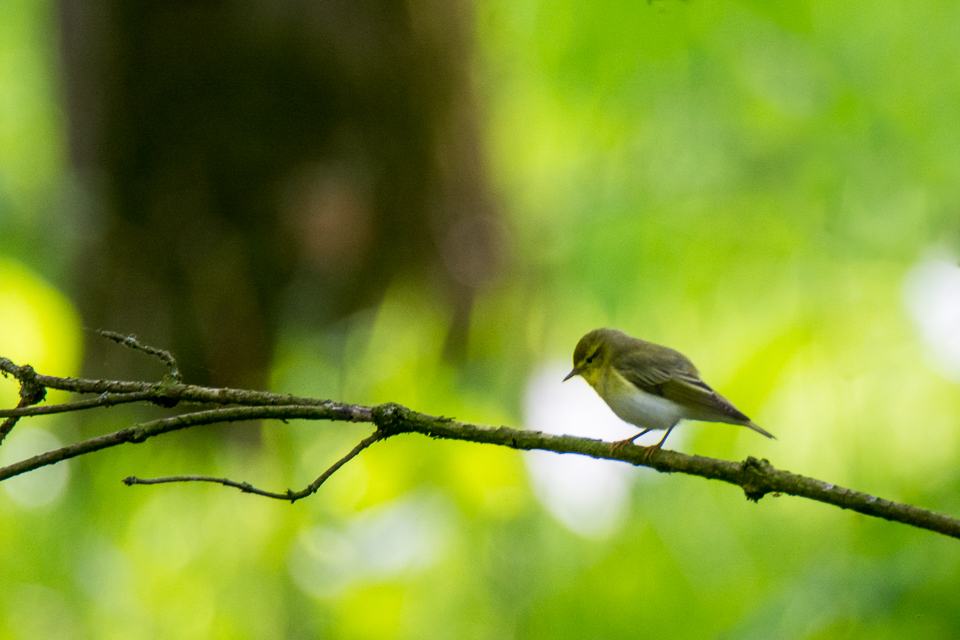 Phylloscopus sibilatrix - Wood warbler