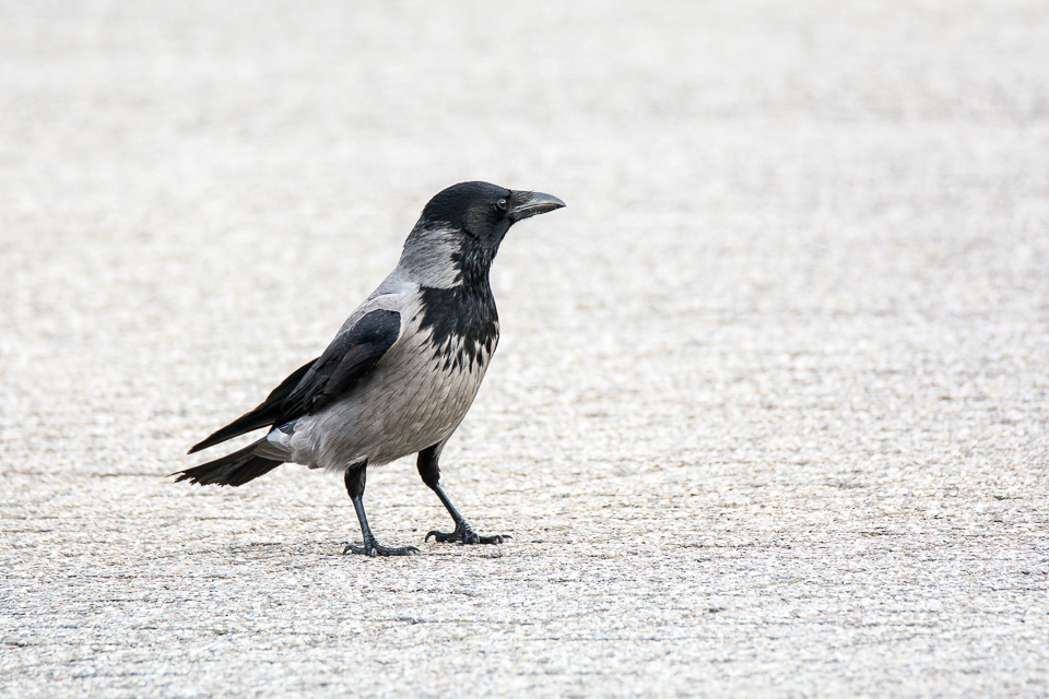 Corvus cornix - Hooded crow