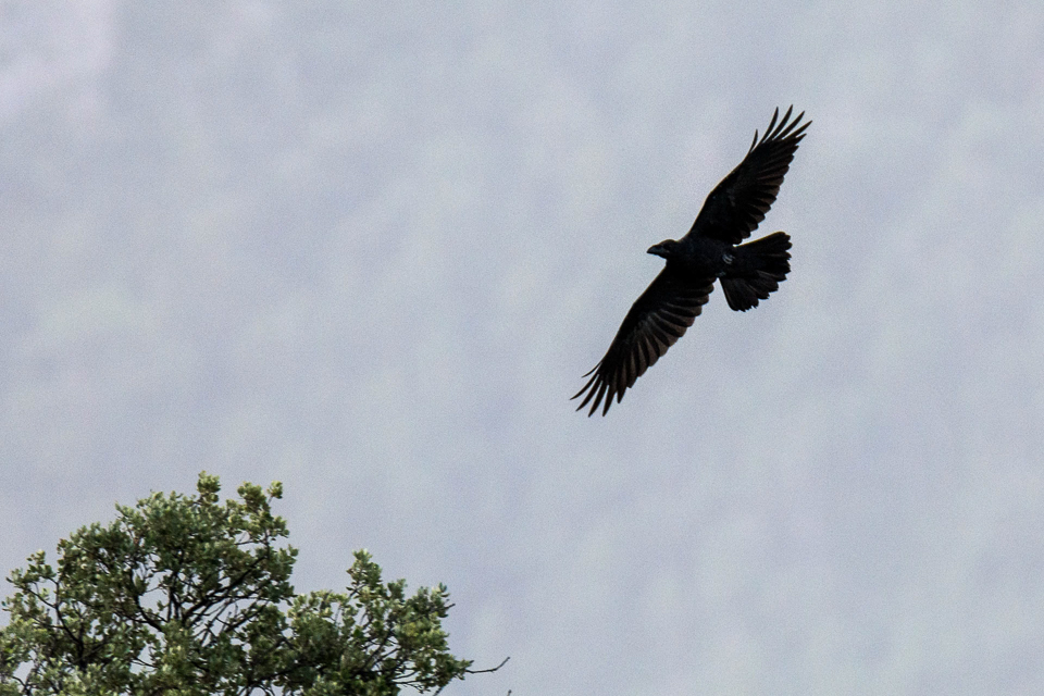 Corvus corax - Raven