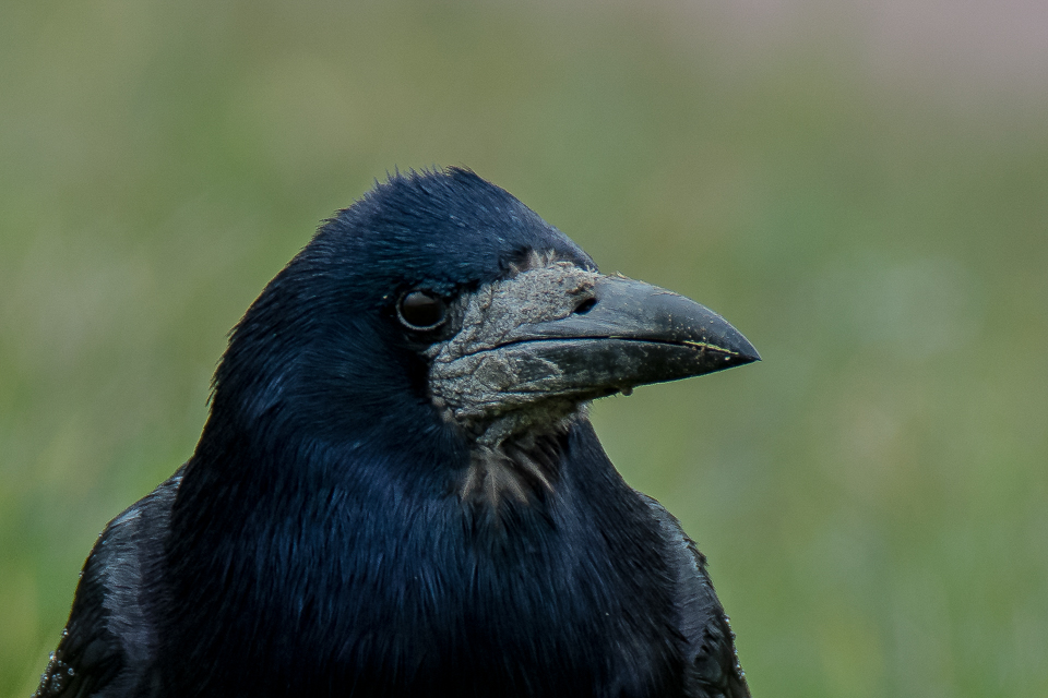 Corvidae - Crows, Jays, Magpies and Ravens