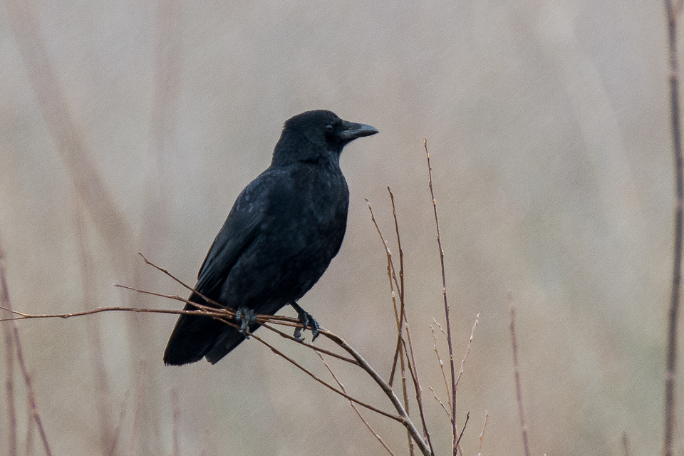 Corvus corone -  Carrion crow