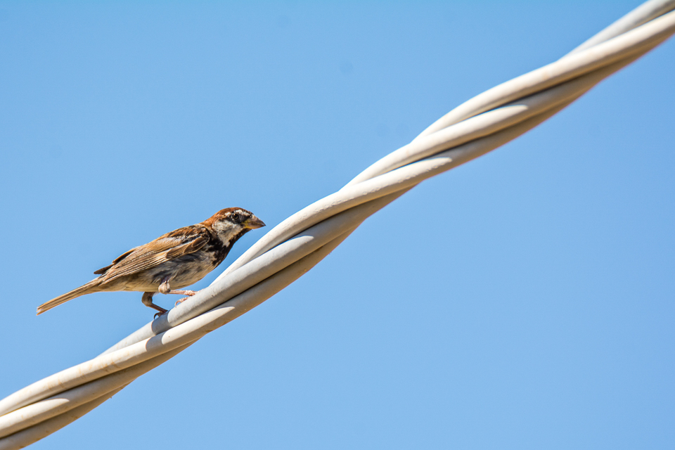 Passer italiae - Italian sparrow