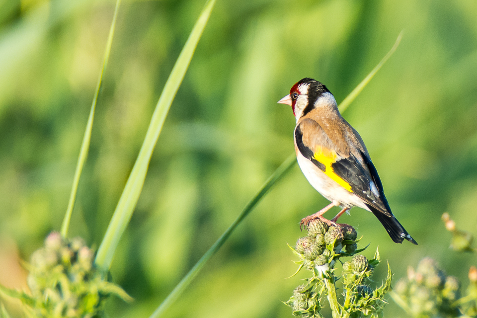 Carduelis Carduelis - Goldfinch