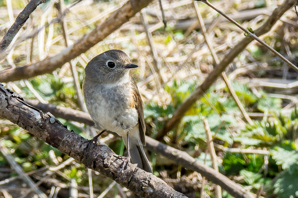 Tarsiger cyanurus - Red-flanked bluetail