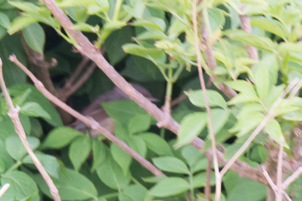 Sylvia cantillans - Eastern subalpine warbler