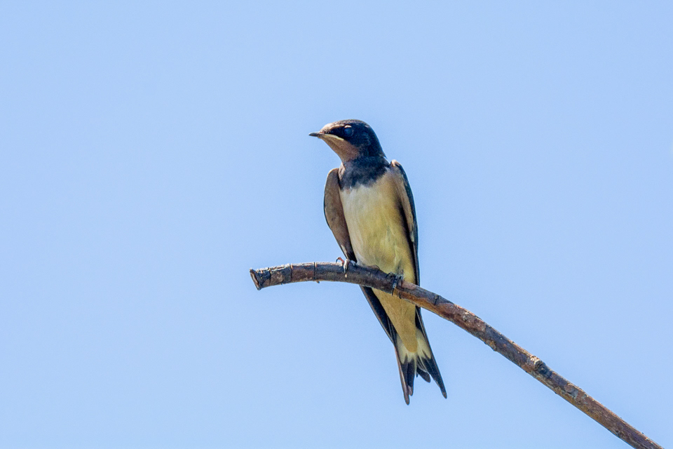 Hirundo rustica - Barn swallow