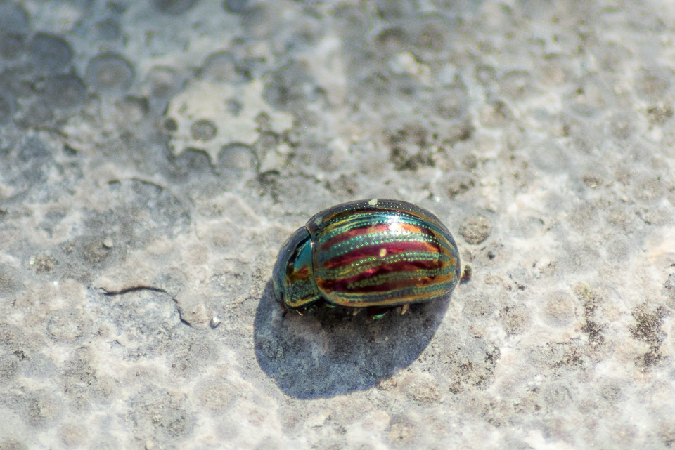 Rosemary beetle
