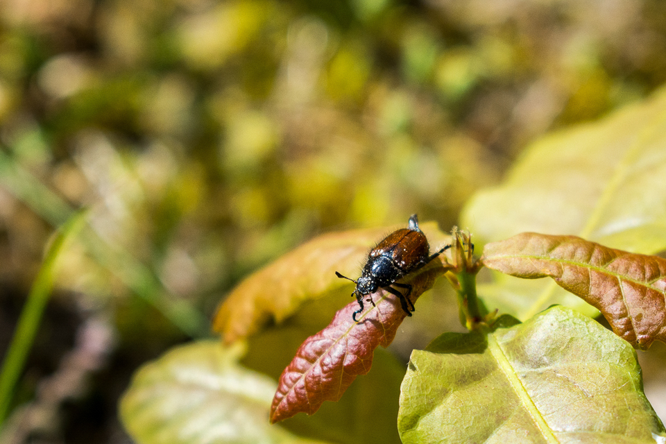 Garden chafer