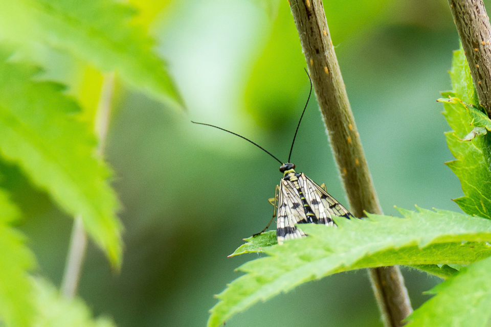 Schorpioenvliegen