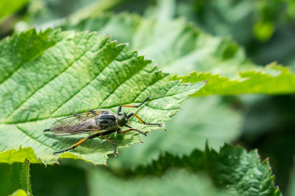 Common awl robberfly
