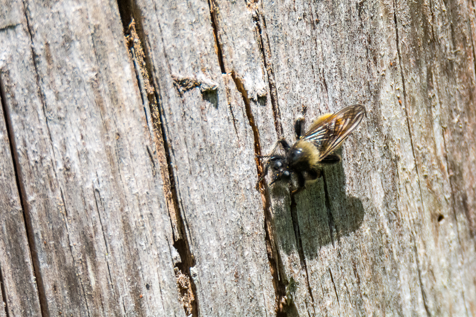 Large robberfly