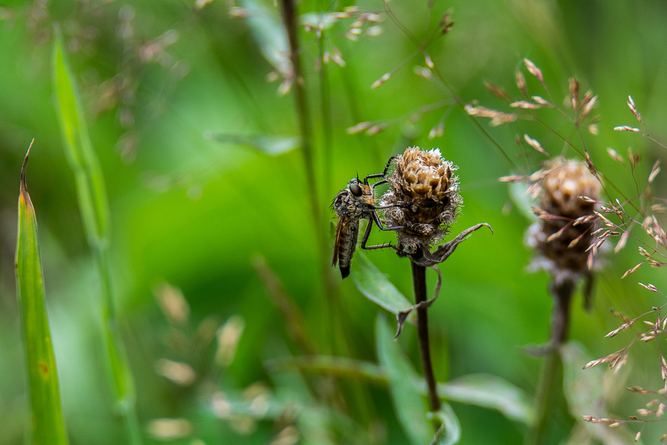Golden-tabbed robberfly