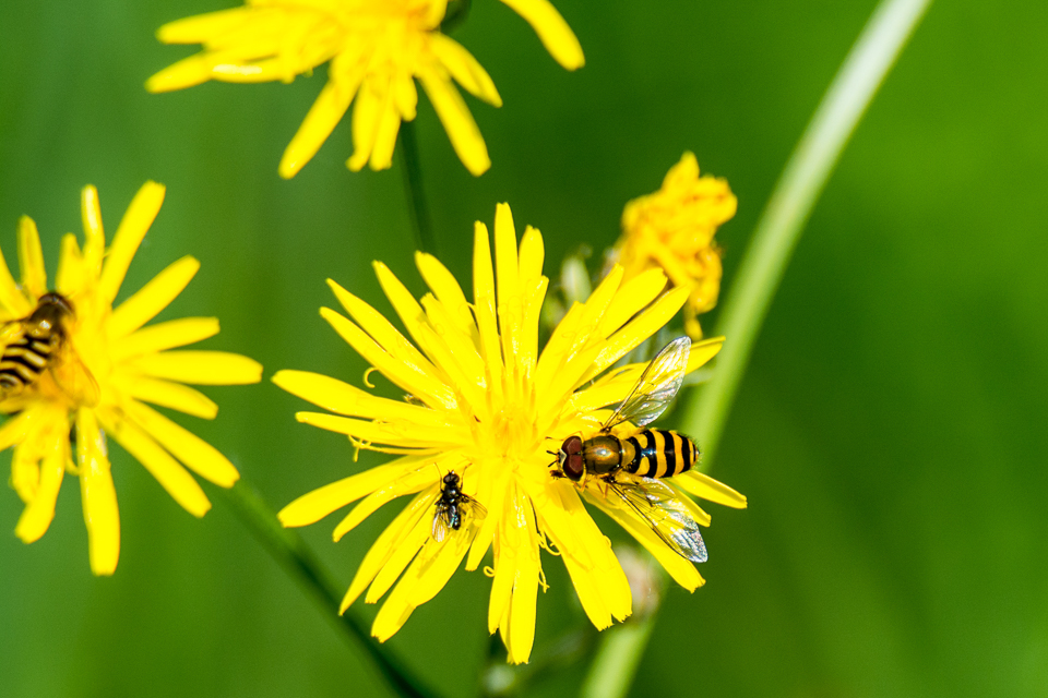 Common banded hoverfy