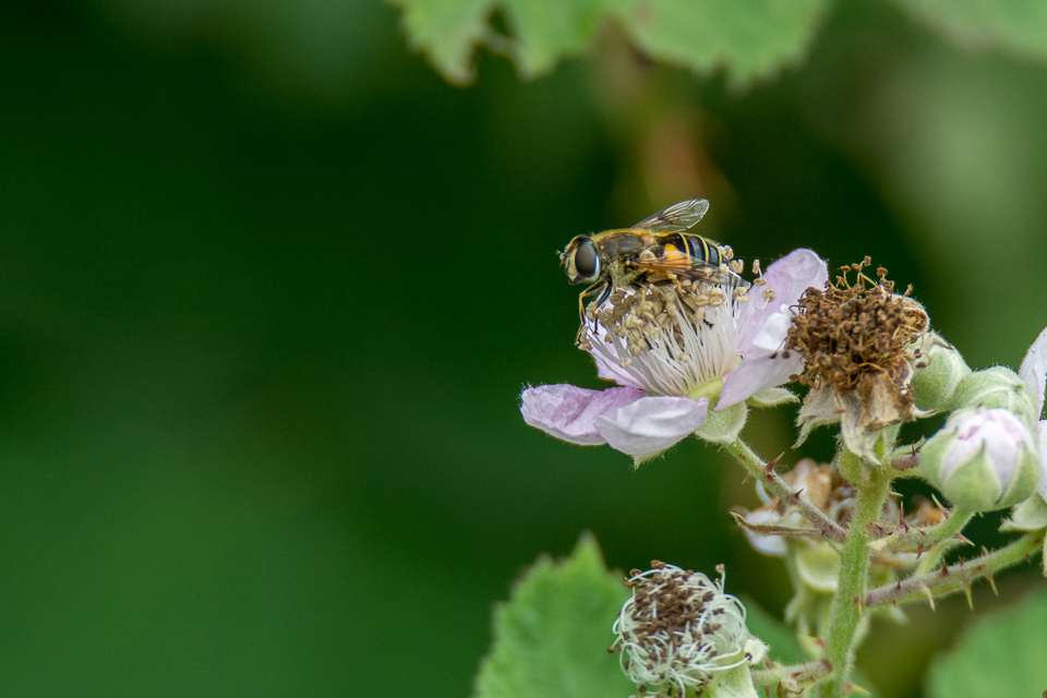 Eristalis horticola