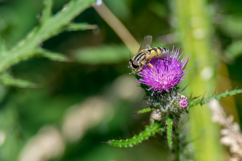 Large tiger hoverfly