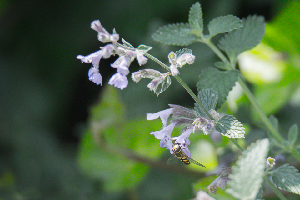 Eupeodes latifasciatus