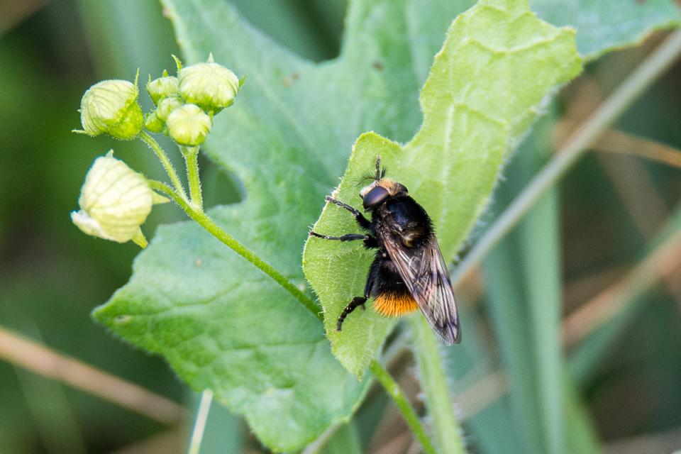 Bumblebee hoverfly