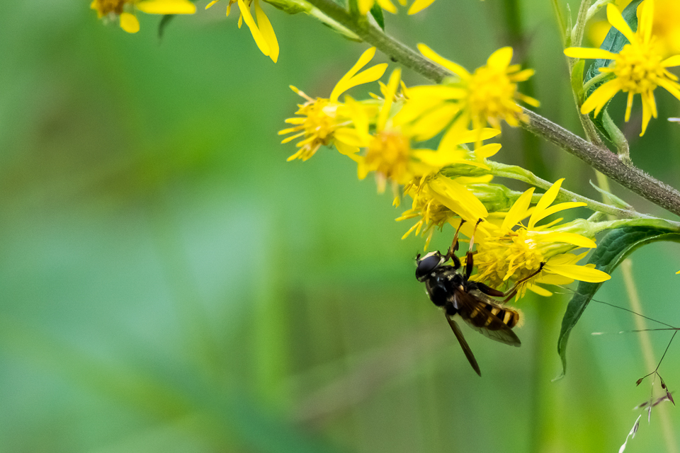 Bog hoverfly