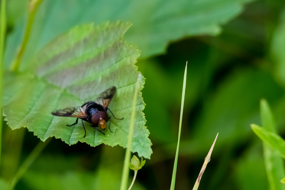 Pellucid fly