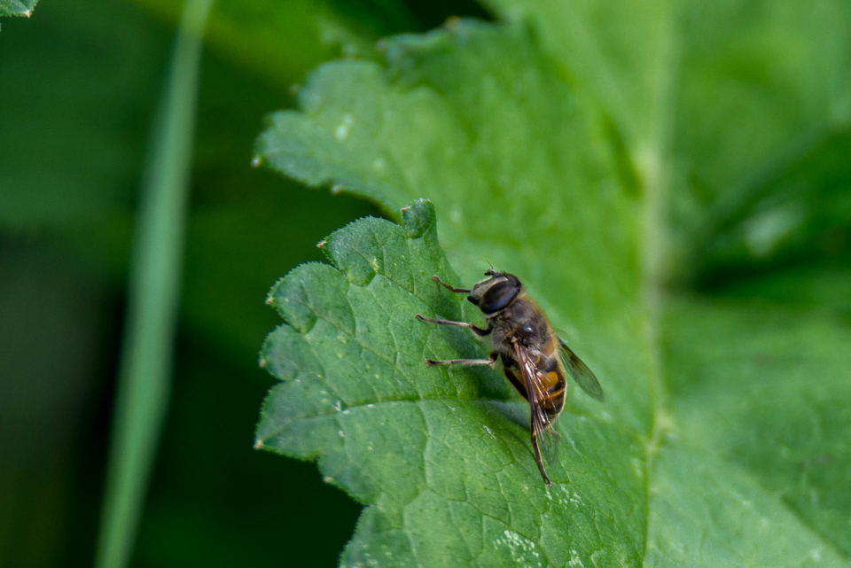 Plain-faced dronefly