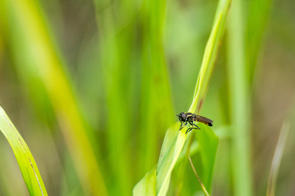 Pyrophaena granditarsa