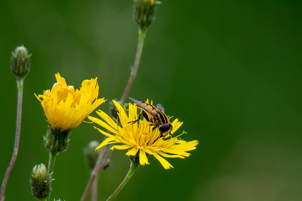 Marsh tiger fly