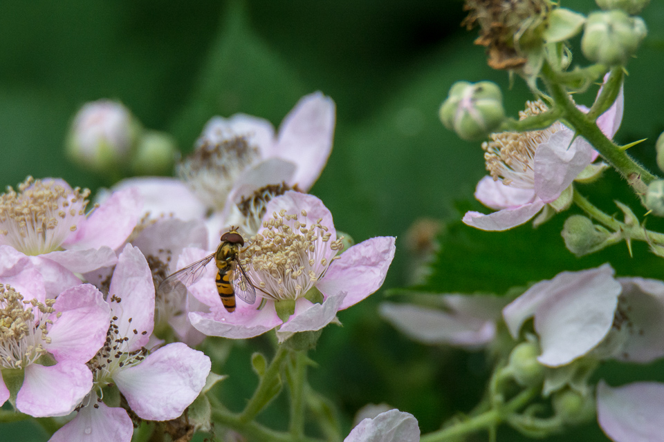Marmelade hoverfly