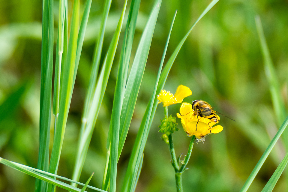 Epistrophe melanostoma