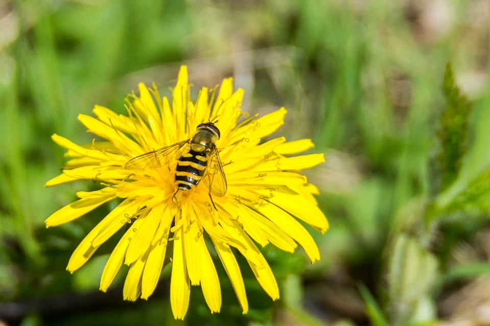 Epistrophe grossulariae