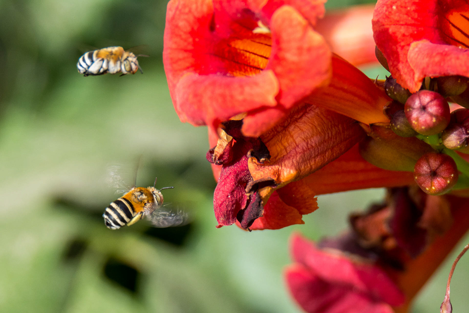Amegilla quadrifasciata