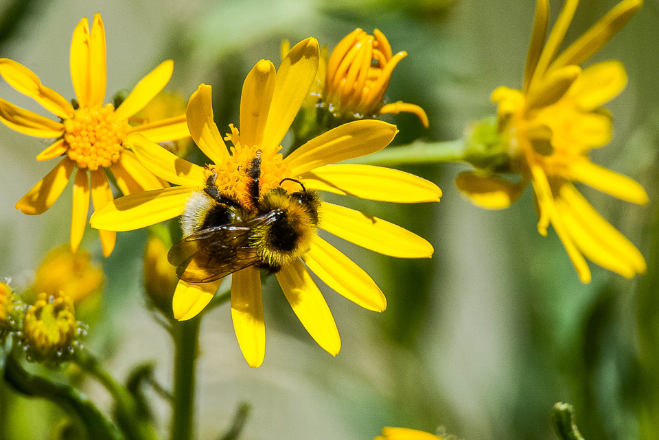Grote Koekoekshommel