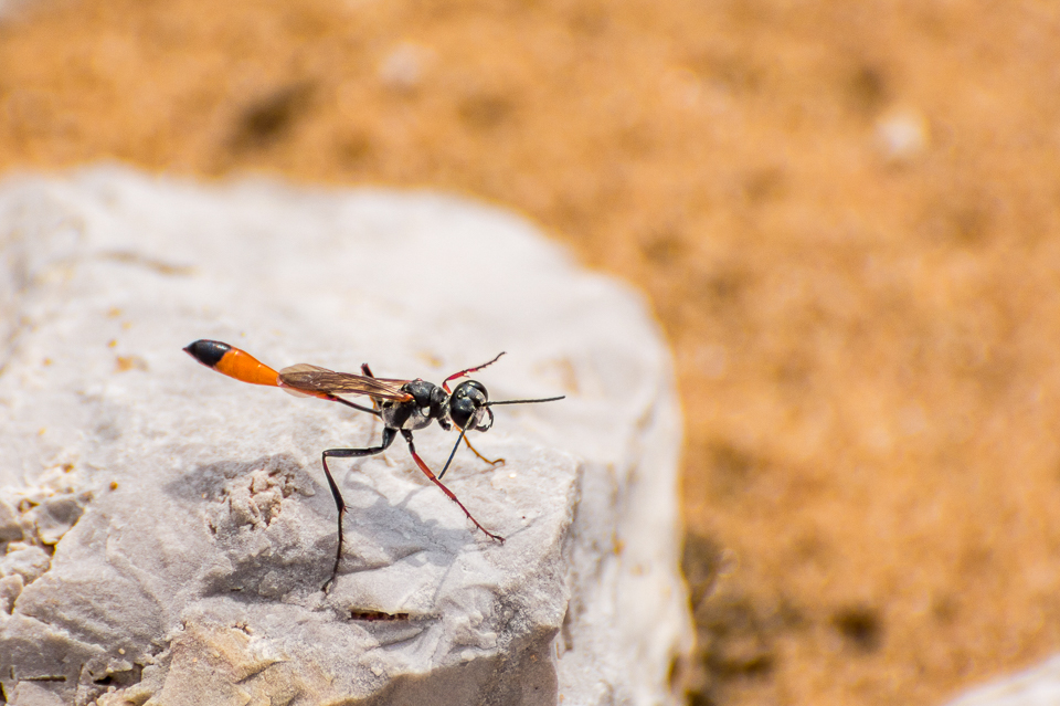 Langsteelgraafwespen