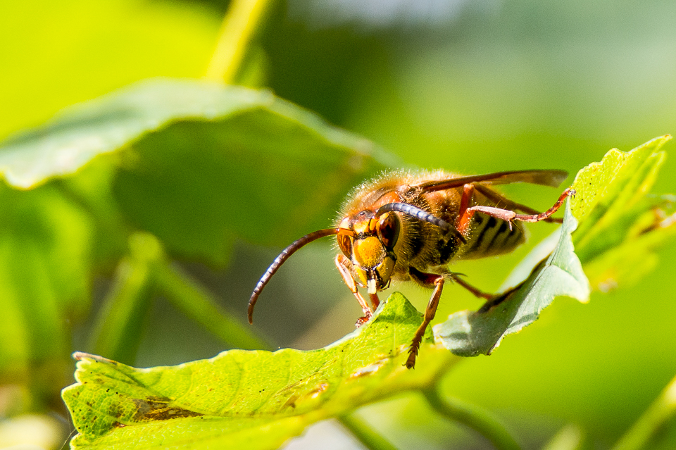 Wespen
