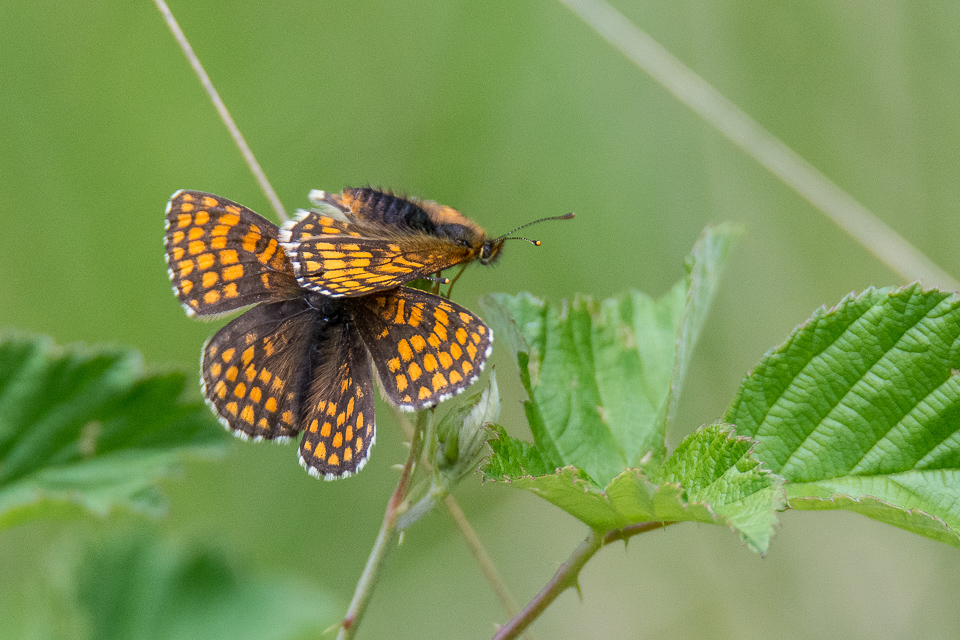 Heath fritillary